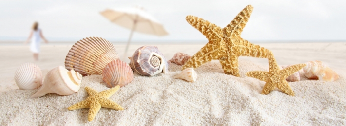Seashells And Starfish On The Beach Facebook Covers