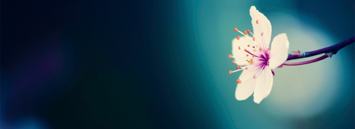 White Flower Facebook Covers