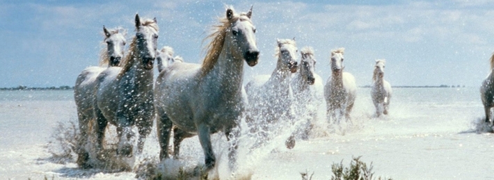 White Horses Facebook Covers