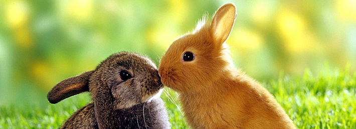 Rabbits Kiss Facebook Covers