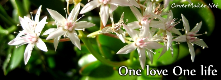 Love Flowers Facebook Cover Coversden Love Flowers