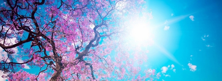Spring Sunshine Facebook Covers
