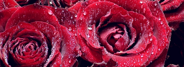 Dark Red Roses Facebook Covers
