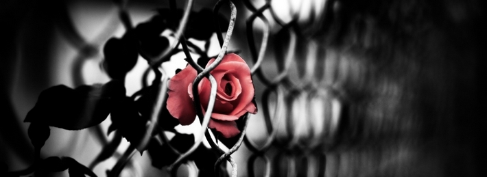 The Brave Rose Facebook Covers