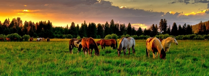 Horses Grazing In A Field Facebook Covers