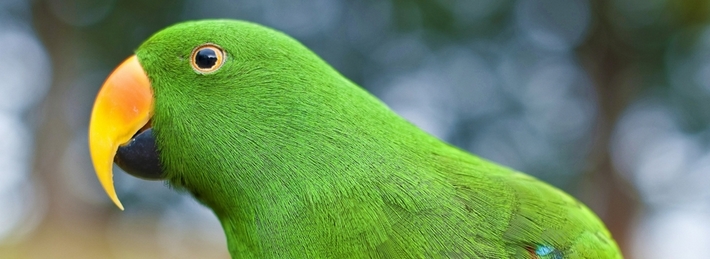 Eclectus Parrot Facebook Covers