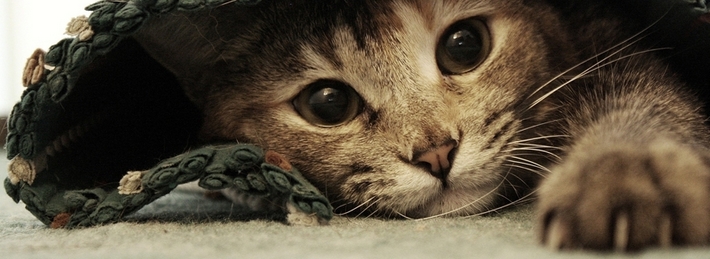 Lazy Kitten Facebook Covers